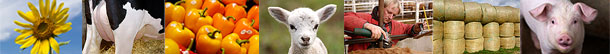 Banco de imagens,Terrastock,Gerson Sobreira,banco de fotos,fotografia,foto,jornalista,imagem,agropecuaria,agricultura,agronegocio,agroindustria,animal,pecuaria,bovino,touro,rebanho,boi,gado,vaca,ovino,bicho,caprino,suino,equino,cavalo,pets,flora,ave,pasto,fauna,lavoura,natureza,fotojornalismo,vida rural,fazenda,livestock,editorial,stock photos,picture,image,photography,photographer,agriculture,beef,poultry,coffee,swine,dairy,country,organic,farm,herd,breed,cattle,nature,horse,Londrina,Brazil,imagen,fotoarquivo,photo library,licenciamento,license