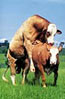 breeding, livestock, bull