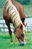 menunggang, equestre, agrarisch