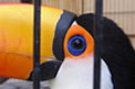 Fauna, animais silvestres