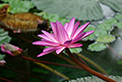 Flora, Plantas, Ervas